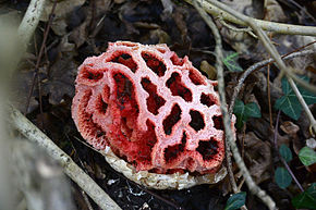 290px-Imposant_clathre_rouge_éclos.jpg