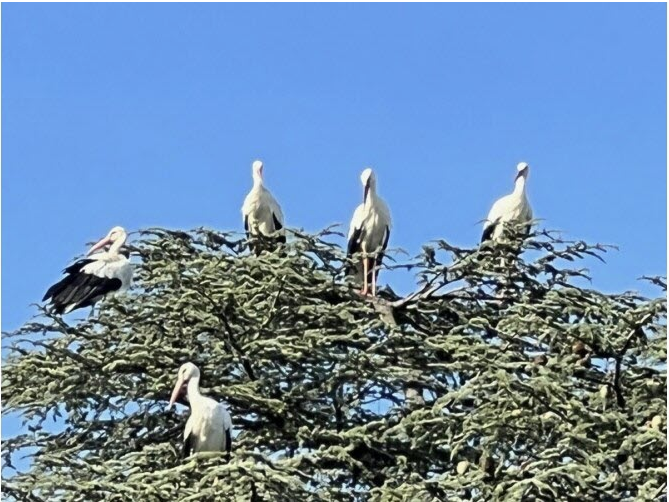 Cigognes à Moirans.png