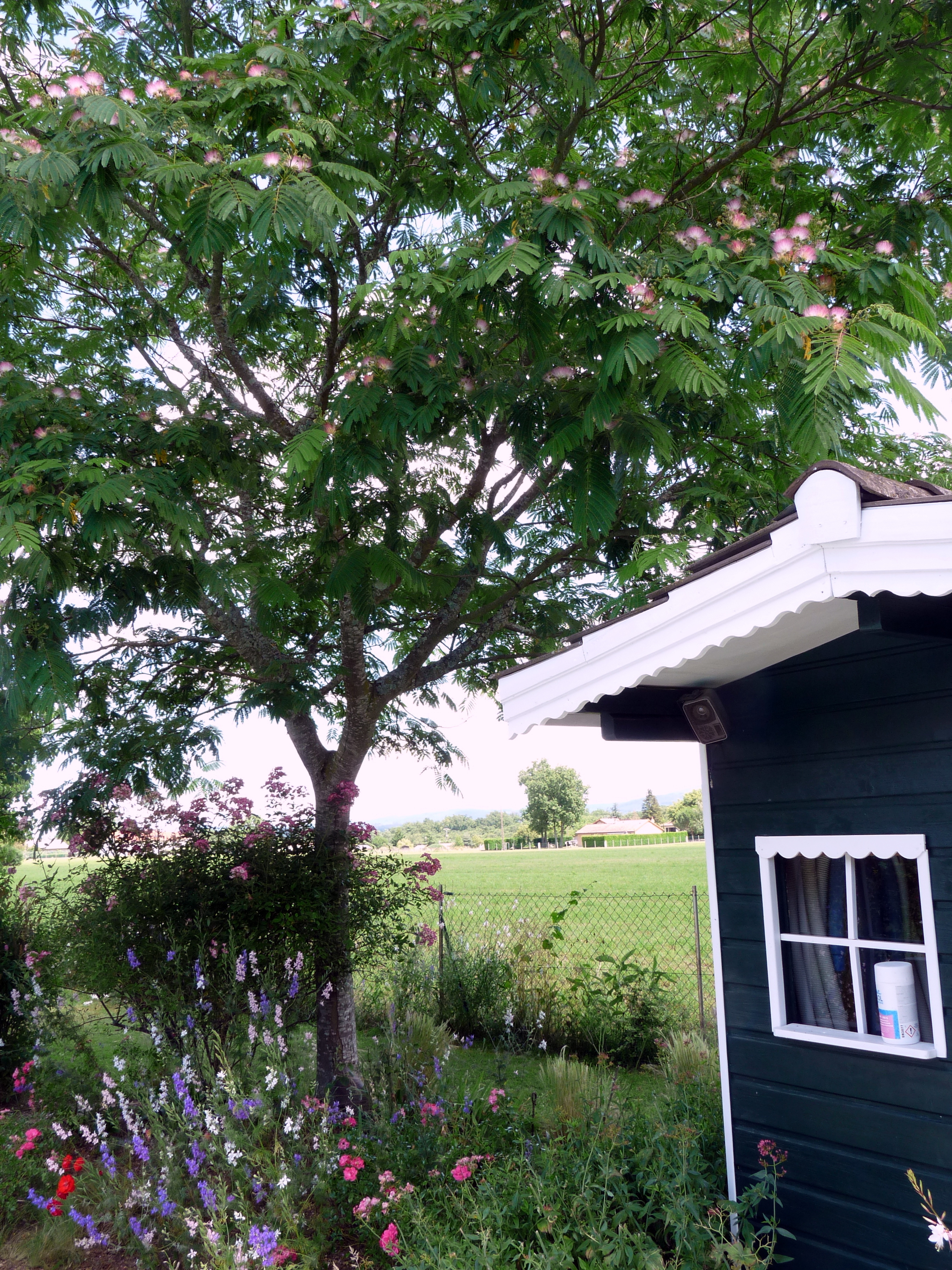 arbre à papillons