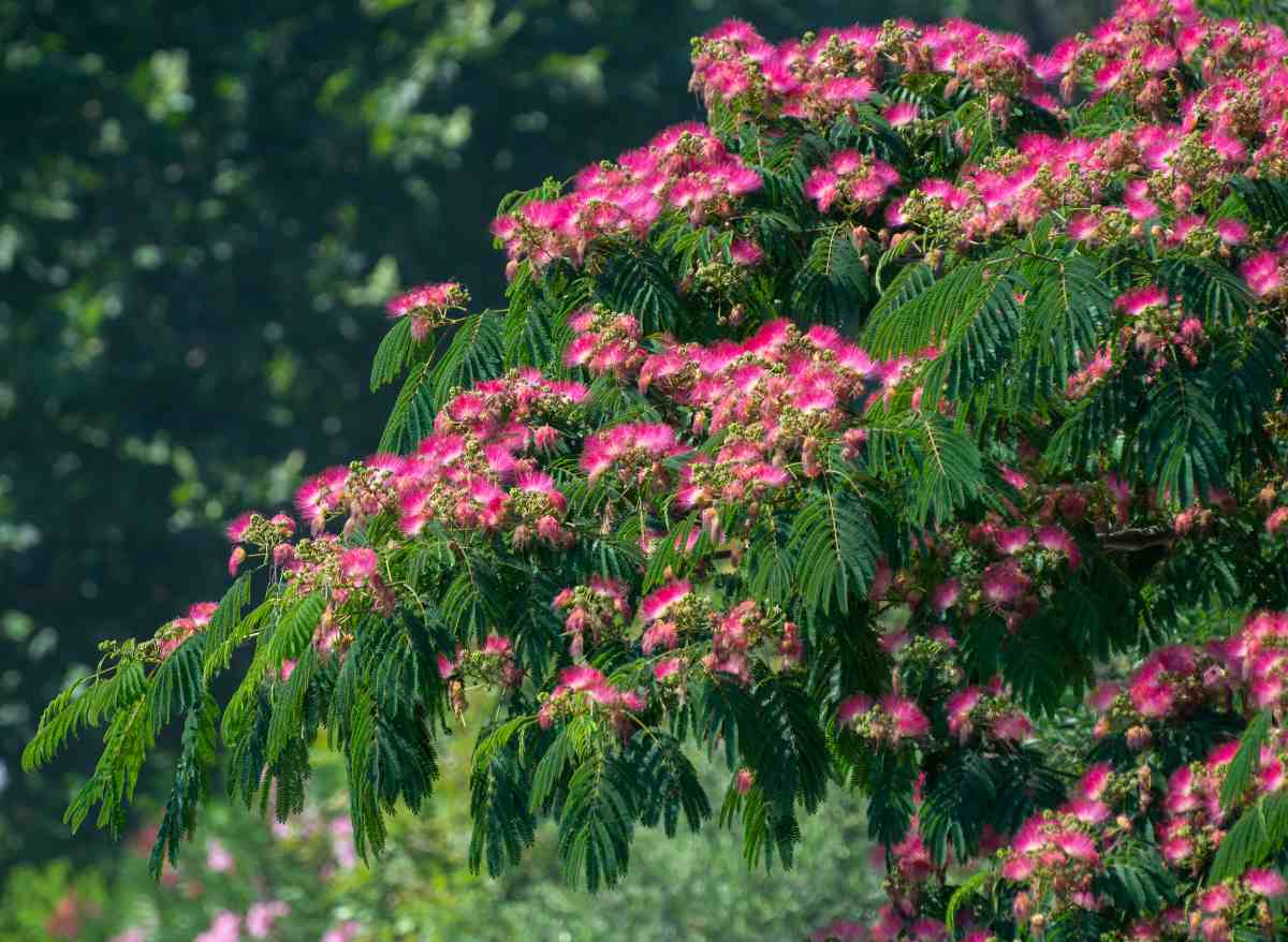 albizia.jpg