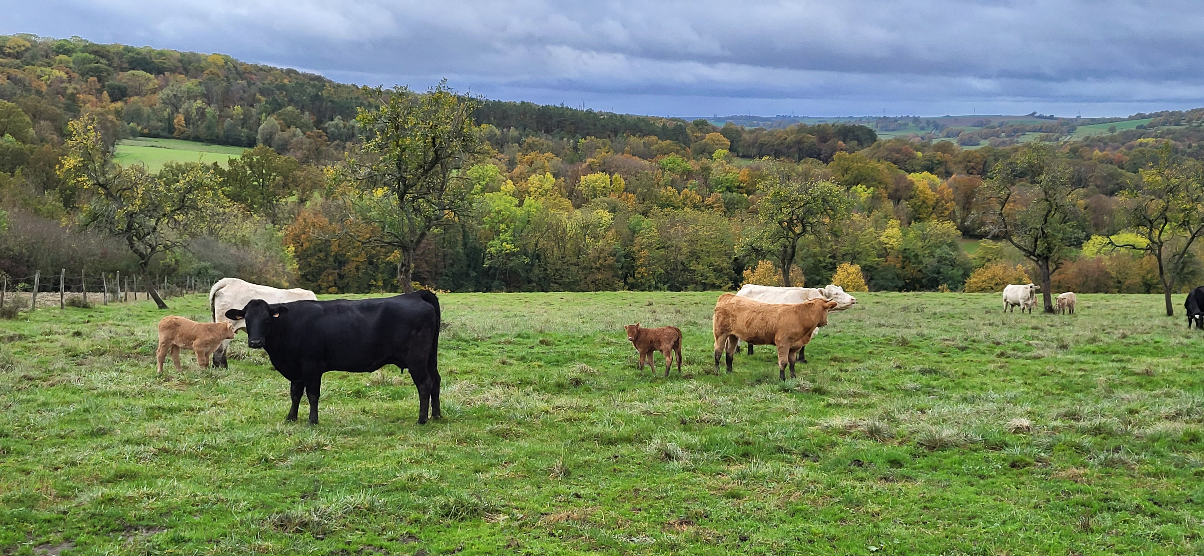 Voilà l'automne...