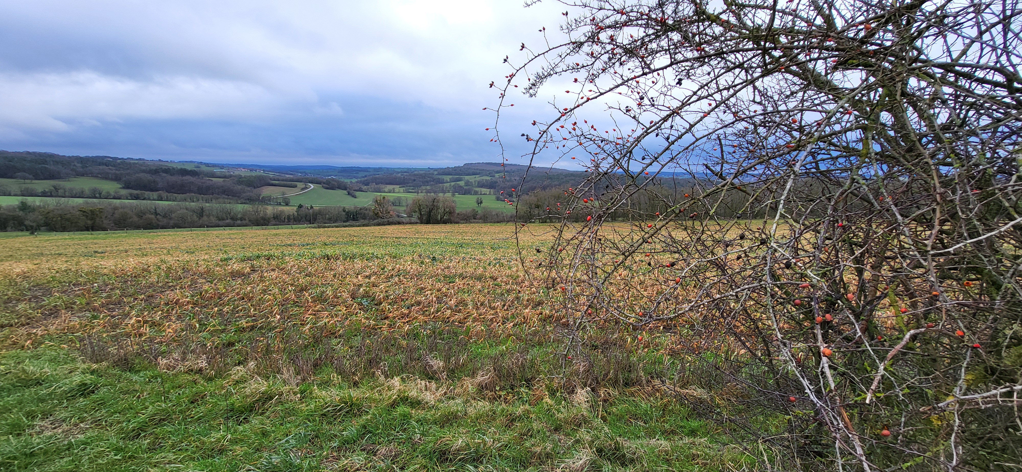 Bonjour d'Alsace Bossue