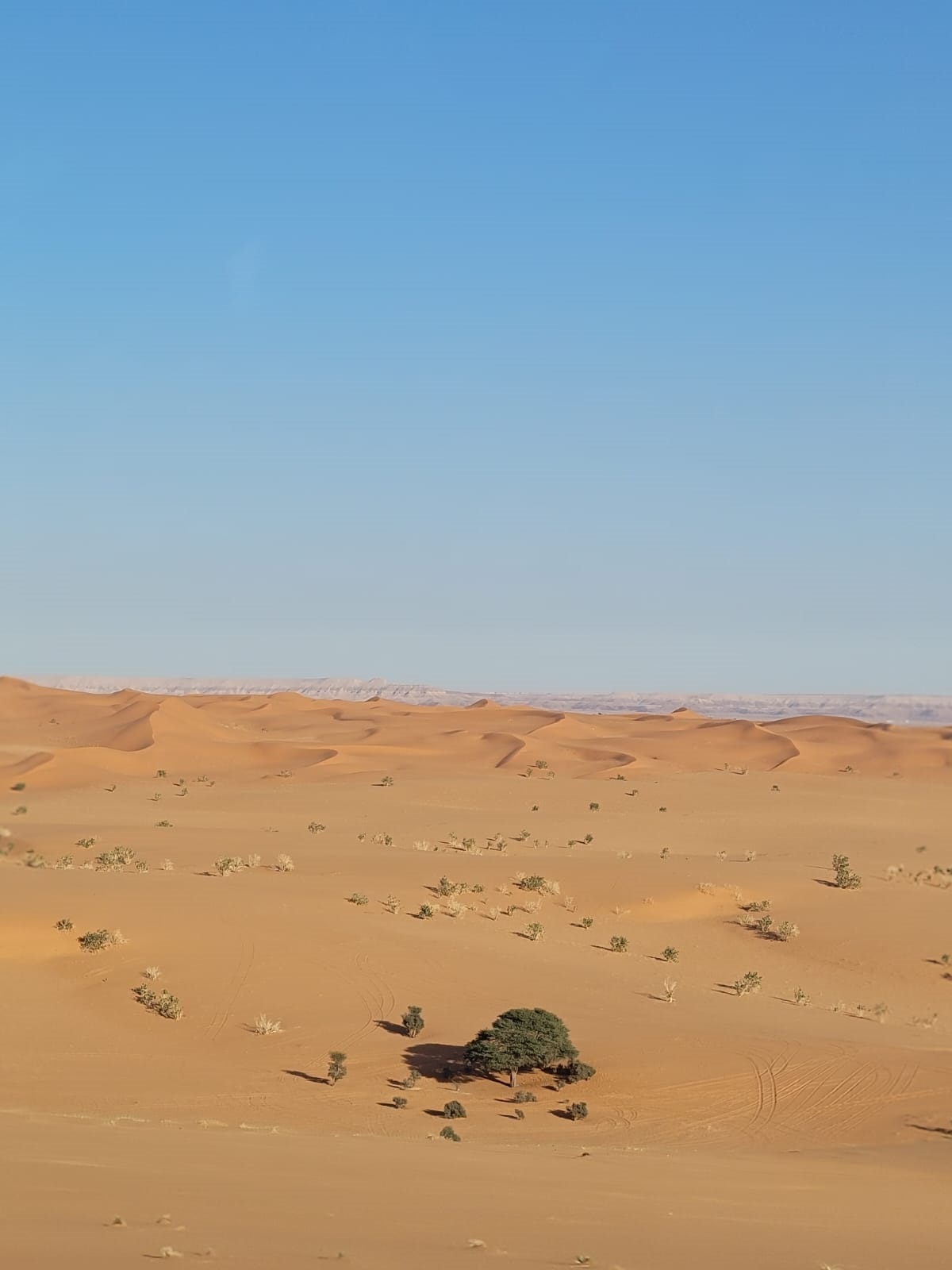 C'est le gros arbre en bas de la photo