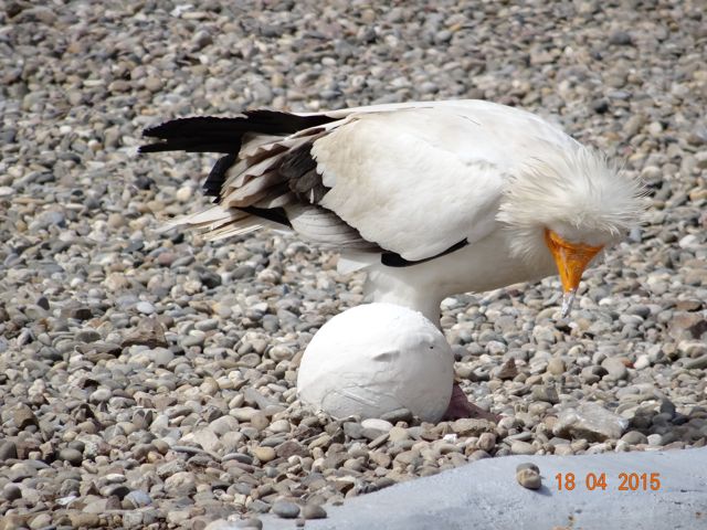 Un rapace cassant un œuf d'autruche avec une pierre