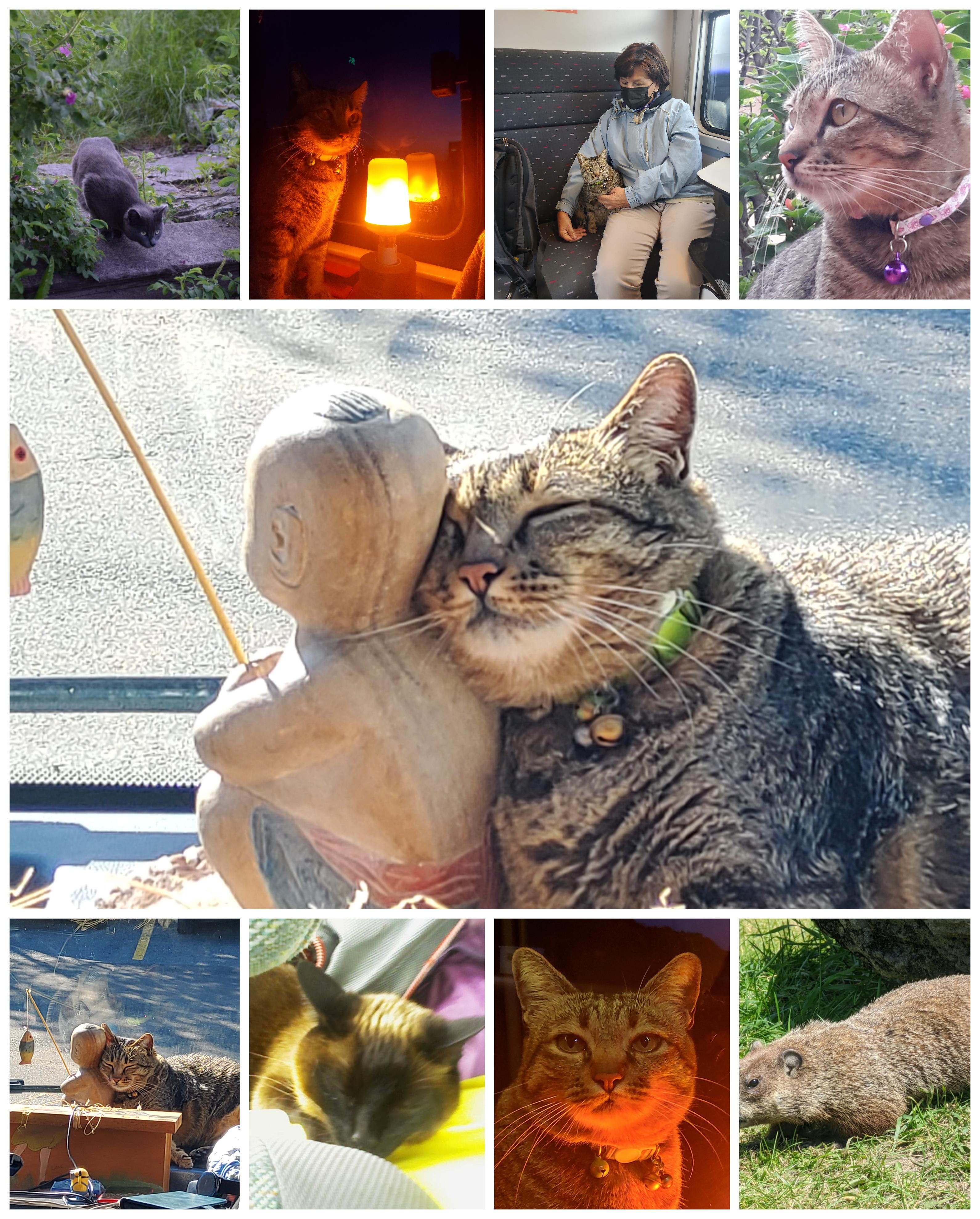 Toujours le chat