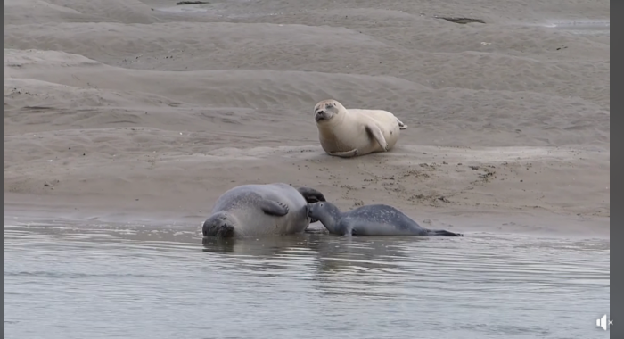 Merveille de la nature