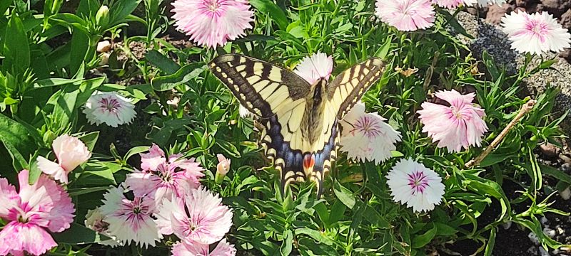 IMG_20260527_110627.jpg
