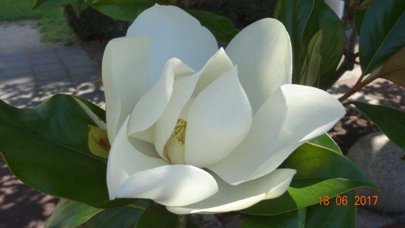 Photo 22 Une belle fleur de magnolia.jpg