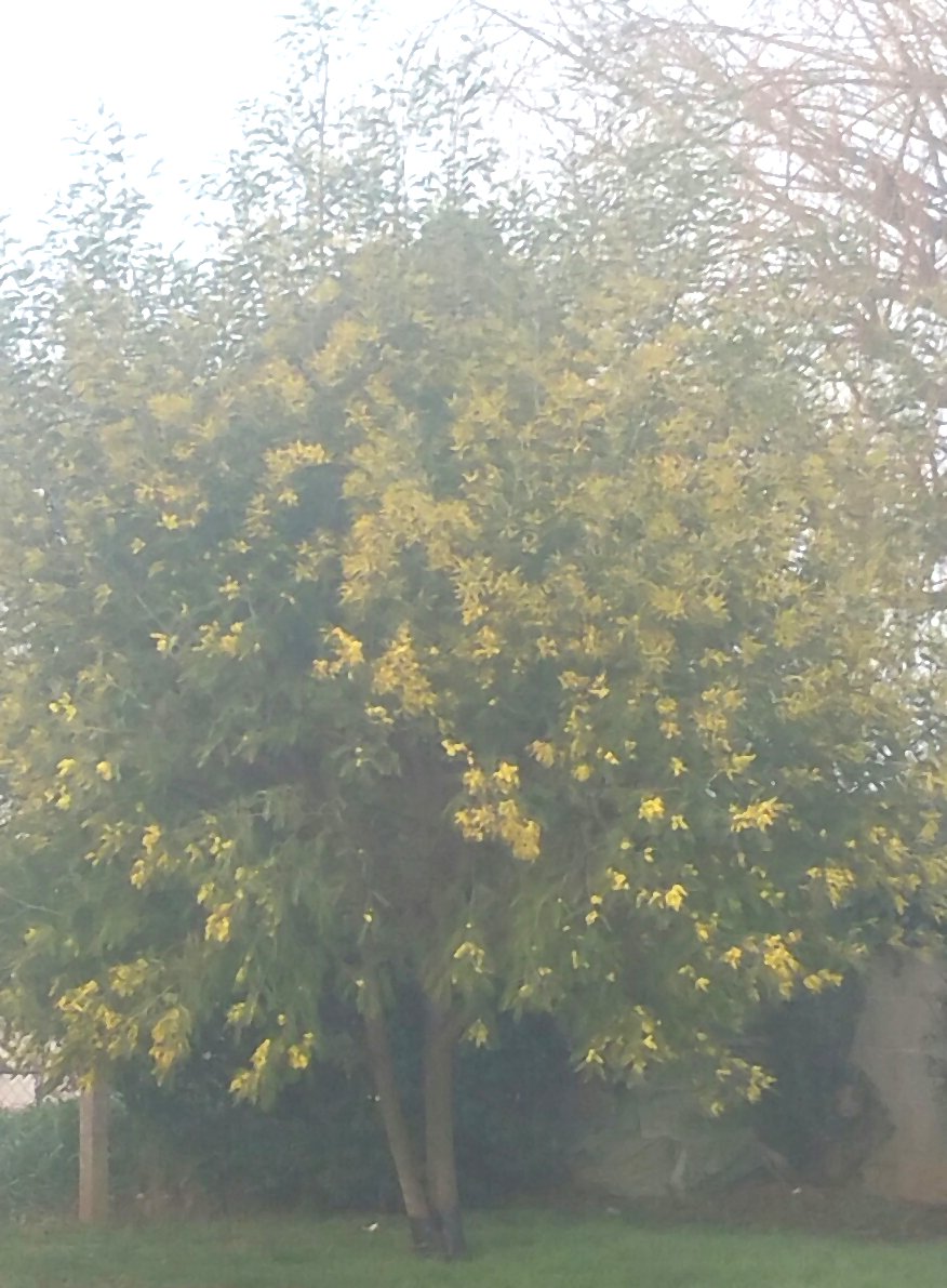 mimosa.jpg